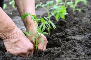Person planting a tomato seedling in black soil.