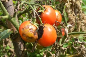 Tomatoes on a vine with a viral disease.