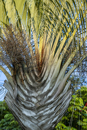 Types of Palm Trees: Triangle Palm (Dypsis decaryi)