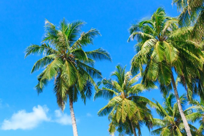 Types of Palm Trees