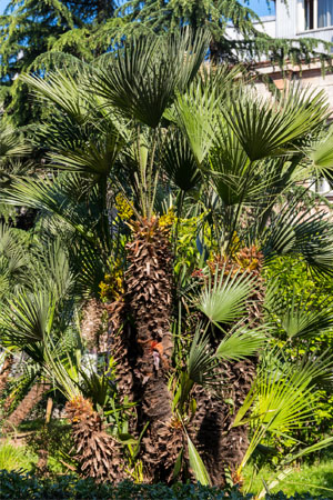 Types of Palm Trees: Windmill palm (Trachycarpus fortunei)