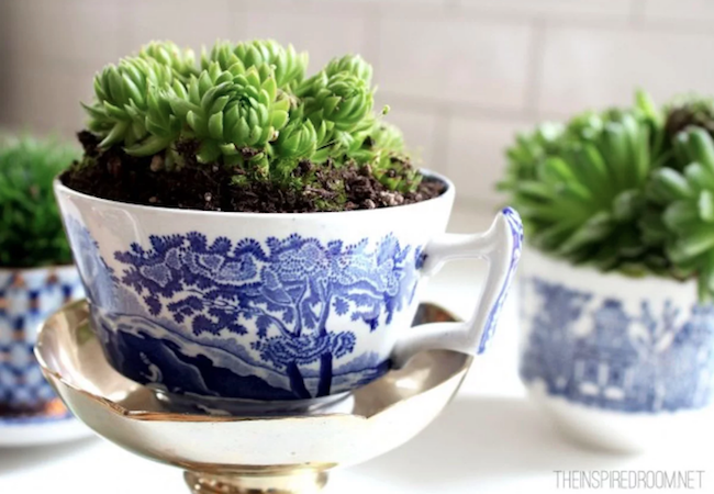 11 Creatively Stylish Ways to Display Succulents