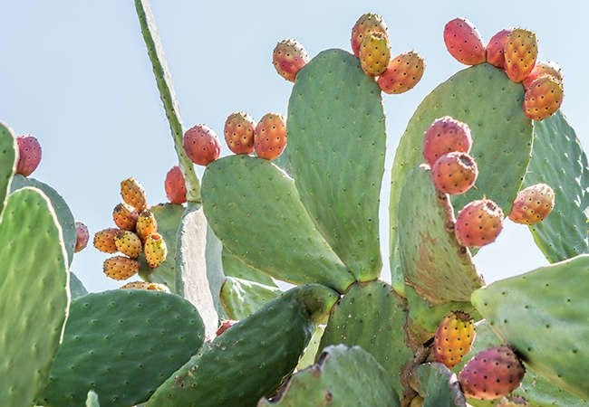 13 Types of Cactus Plants You Can Grow at Home