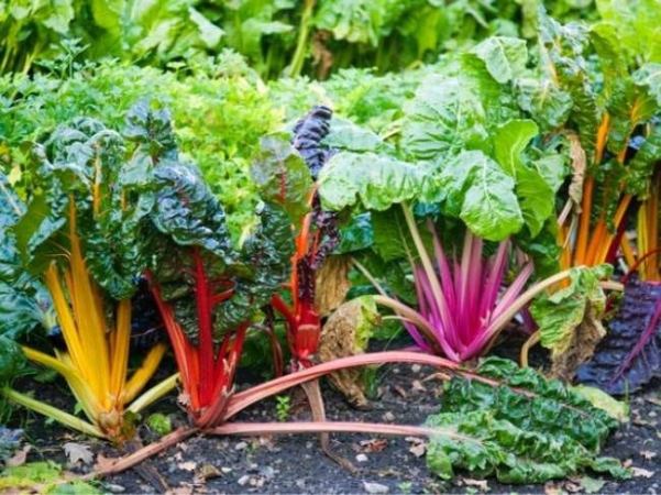 12 Fast-Growing Vegetables for Your Home Garden