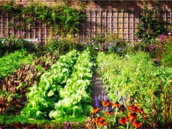 20 Ways to Garden Without a Backyard