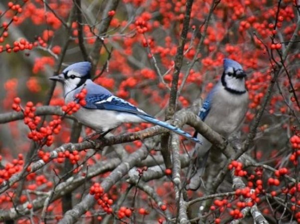 12 Ways to Be a Good Neighbor—to Your Backyard Wildlife