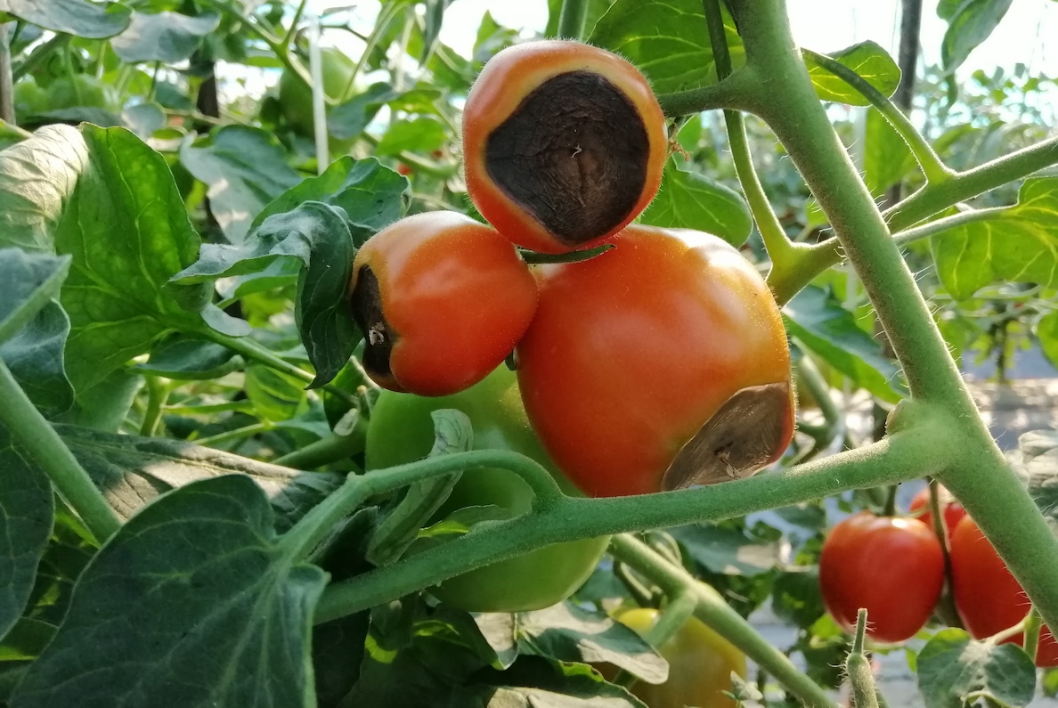 Red tomatoes on tomato plant with blossom end rot. 