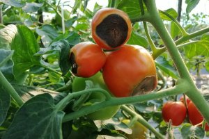 Red tomatoes on tomato plant with blossom end rot.