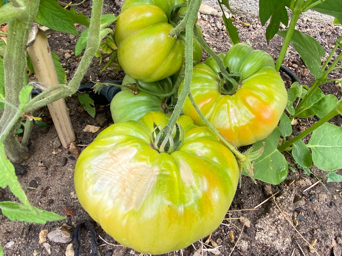 Green tomatoes with sunscald on the vine.