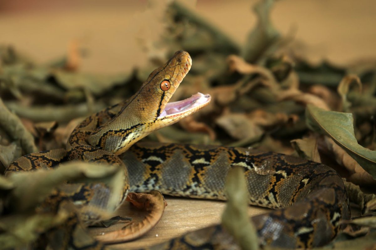 Close-up of Reticulated Python Among Leaves