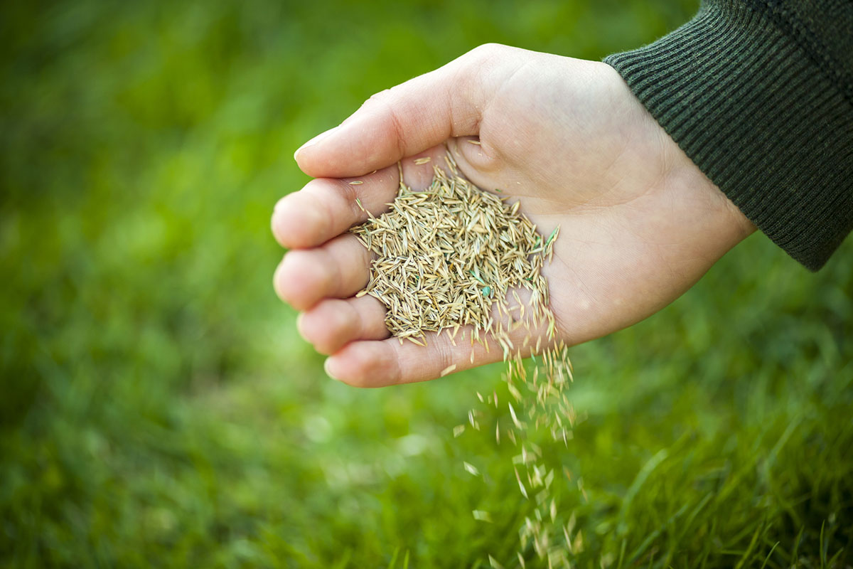 Do Seeds Expire