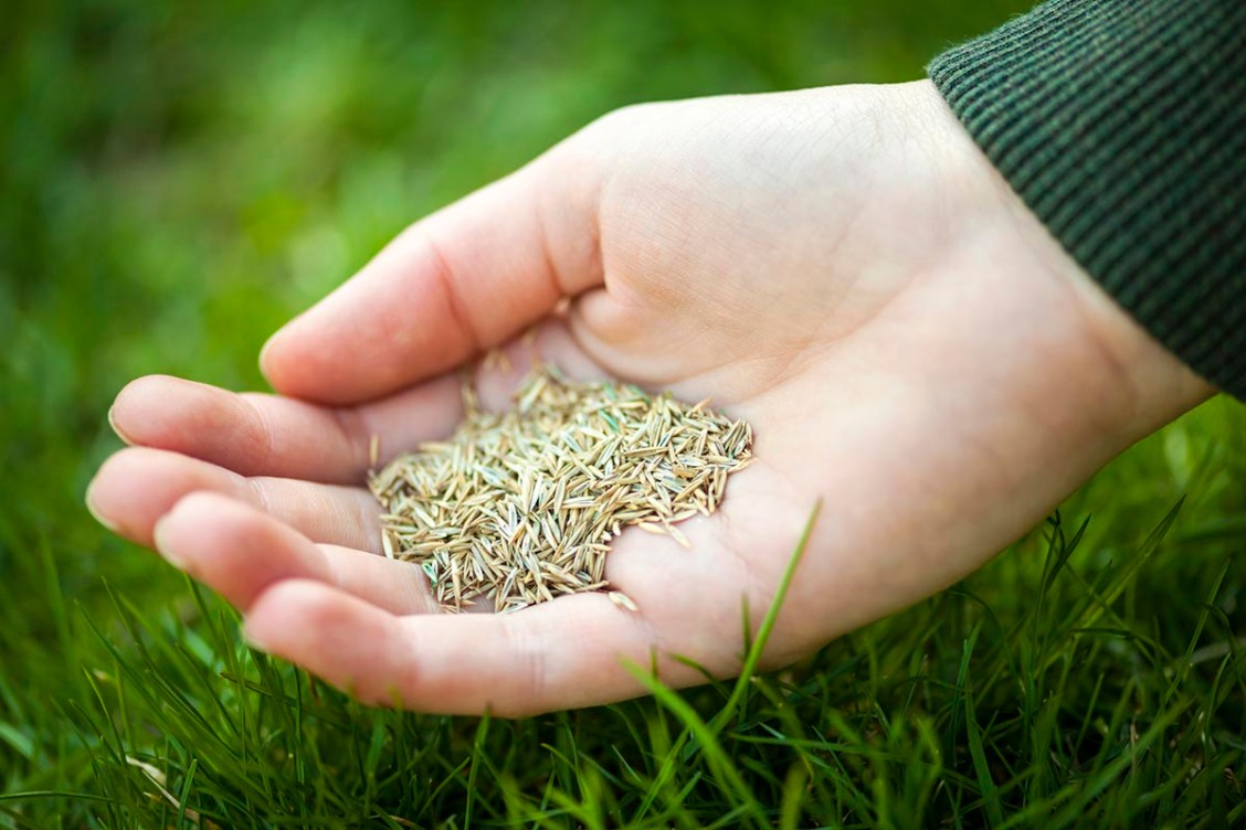 Does Grass Seed Go Bad? How to Tell if Your Grass Seed is Old