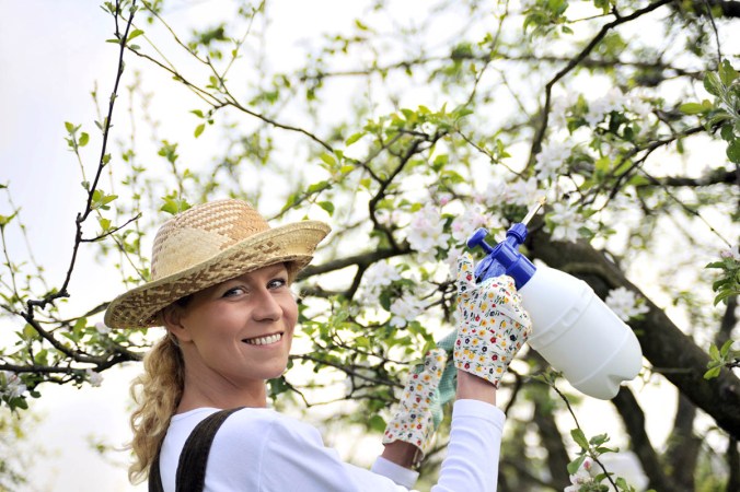 Solved! When Is the Best Time of Year for Spraying Fruit Trees?