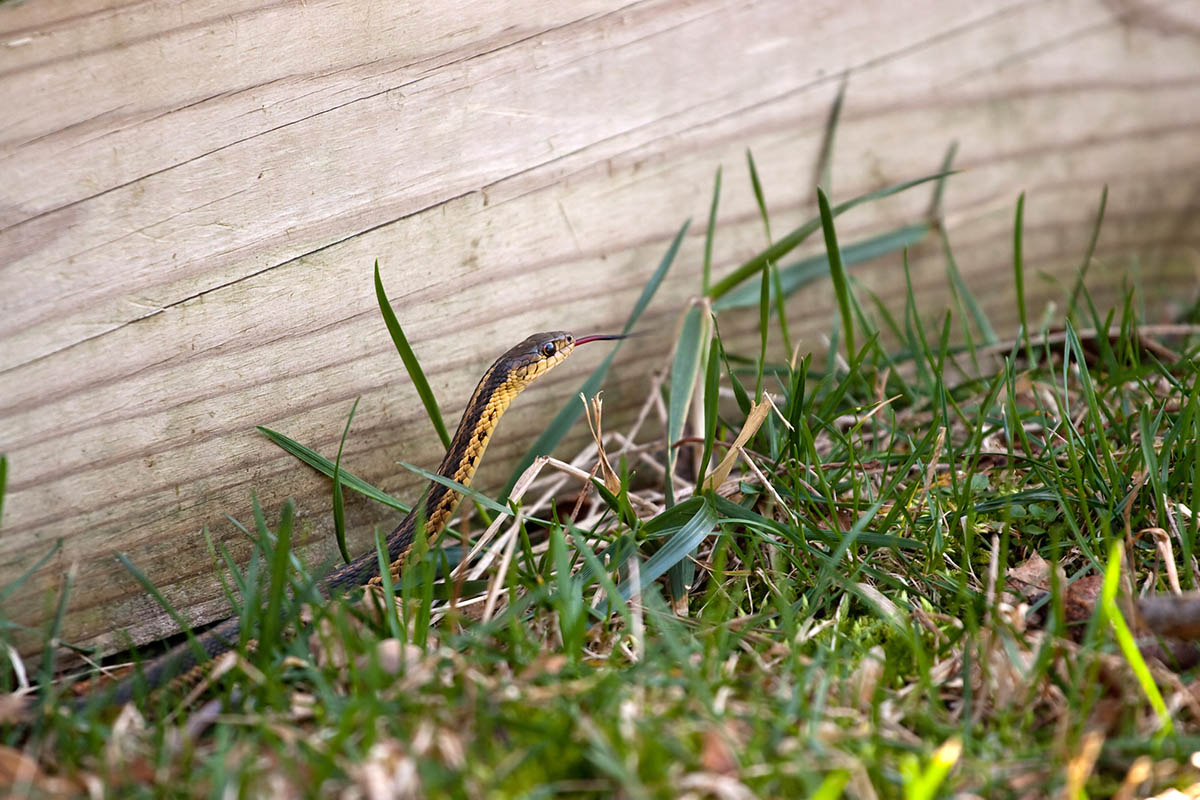 A snake peaking its head up out of the grass