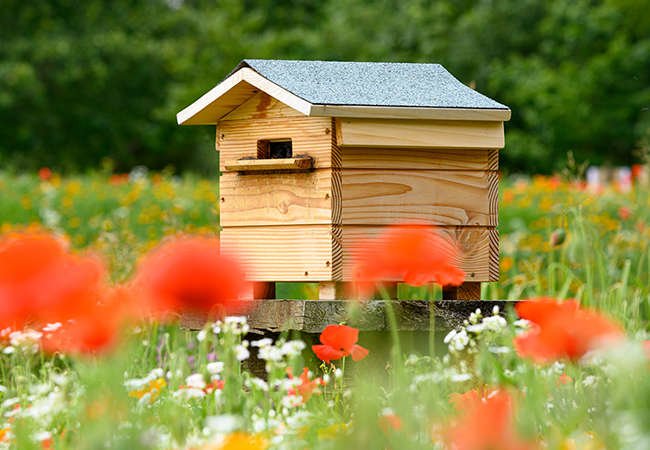 Homemade Honey: How to Keep Bees in Your Own Backyard