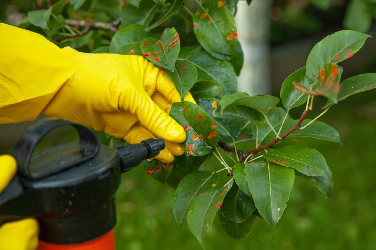 Someone wearing rubber gloves and spraying plants with a sprayer