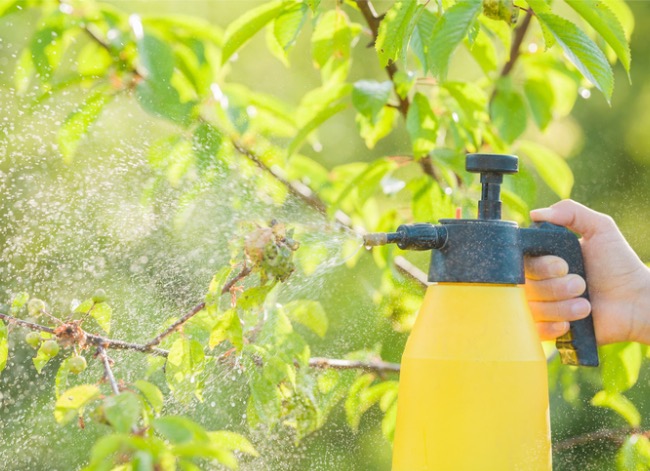 when to spray fruit trees