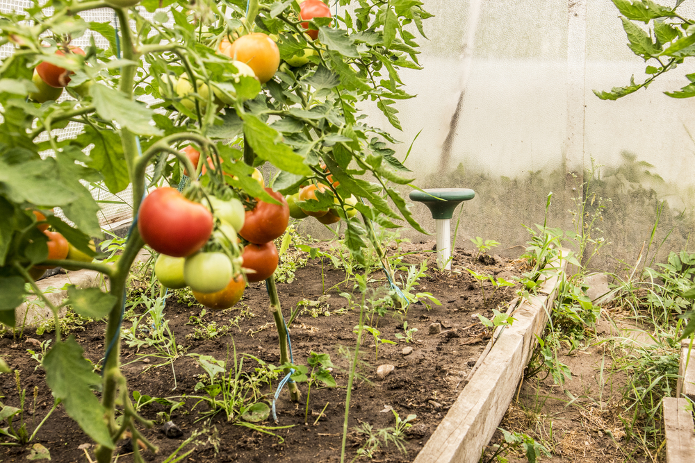 The best mole repellent option placed in a garden next to tomato plants