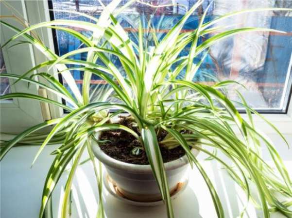 These 11 Plants May Help Keep Your House Cool