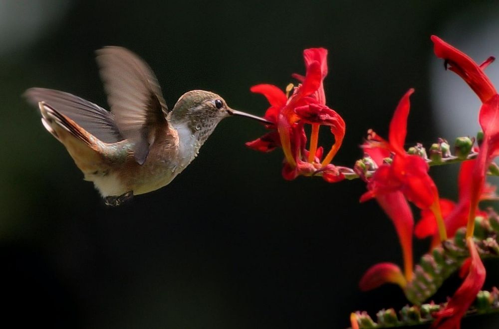 Where Do Hummingbirds Live