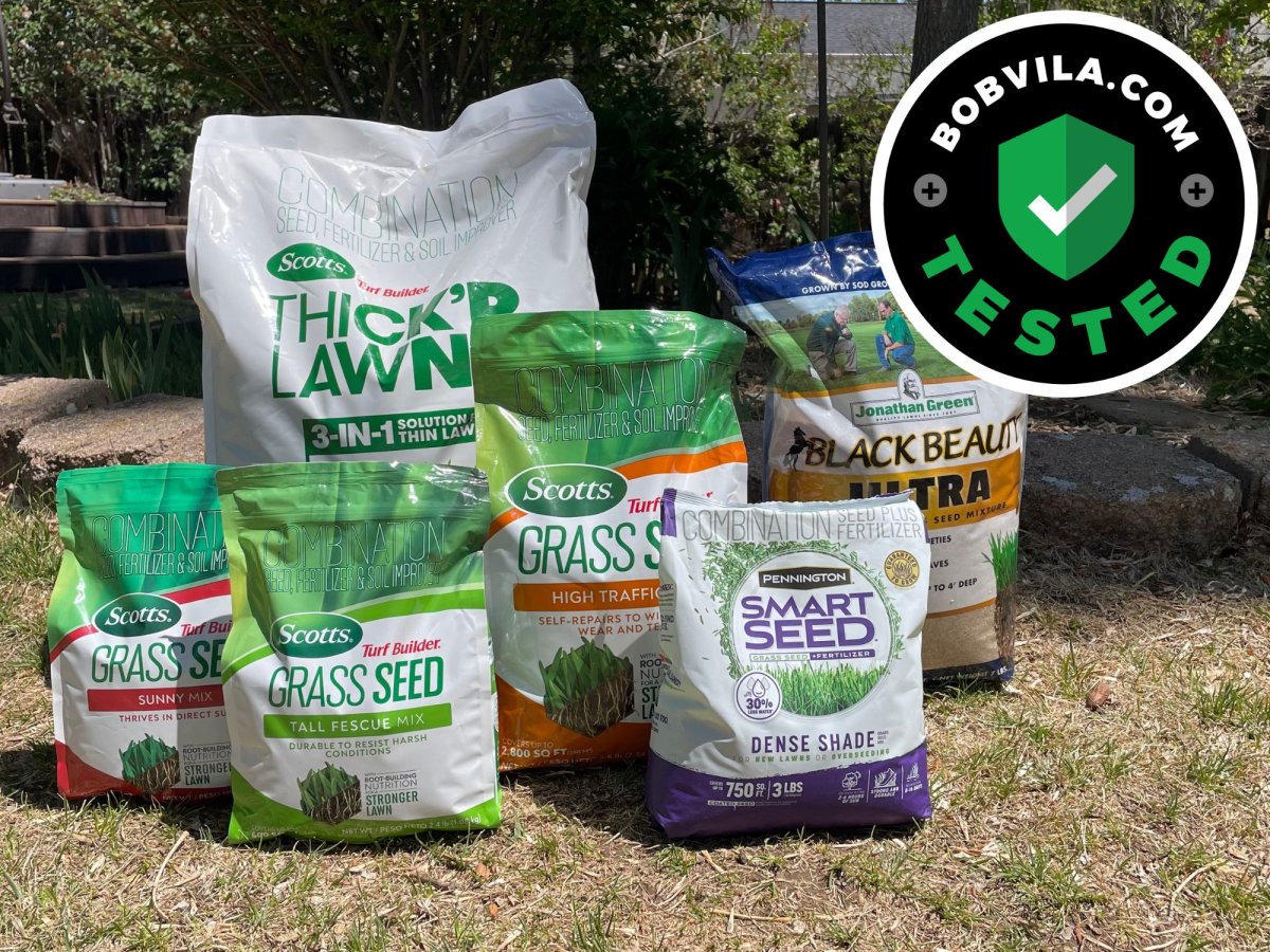 Best Grass Seed