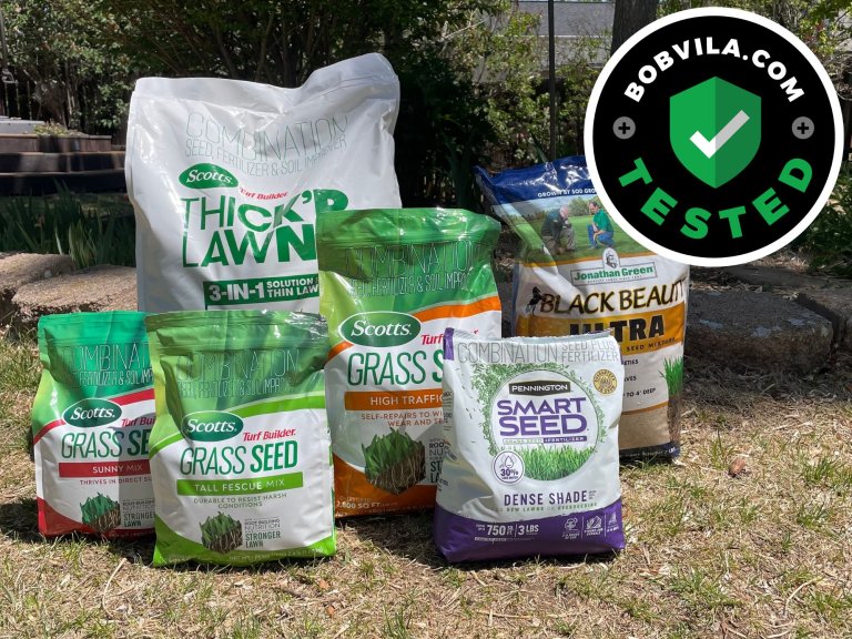 Best Grass Seed