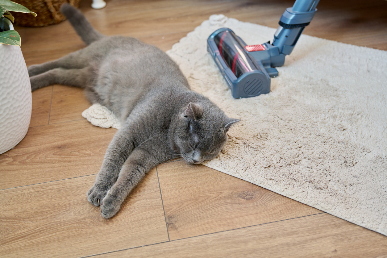A cat on a rug while someone uses a stick vacuum for pet hair next to it.