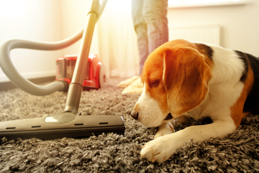 A dog lying on carpet while a person uses the best vacuum for pet hair to clean the carpet.