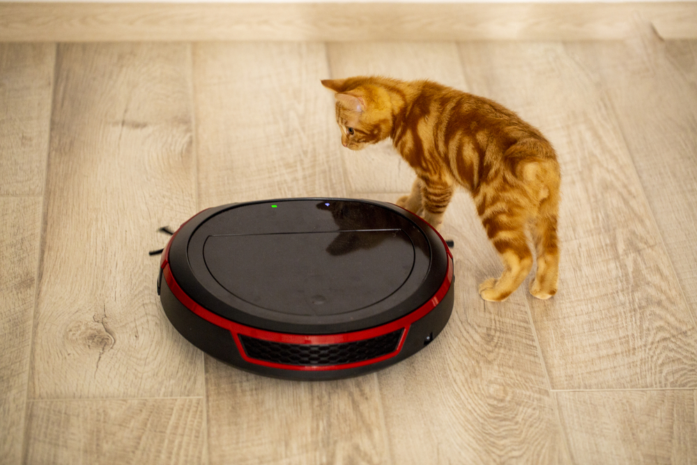 A kitten walking next to a robot vacuum for pet hair as it cleans a wood floor.