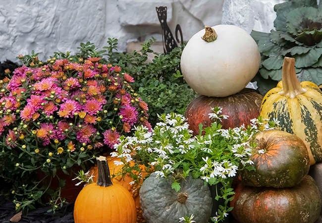 How to Find the Right Plants for Your Fall Garden