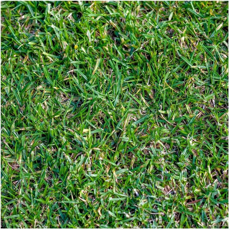 Everwilde Farms Buffalo Grass Native Grass Seeds