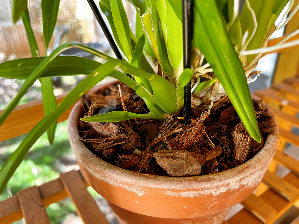 The Best Potting Soil Mix 3