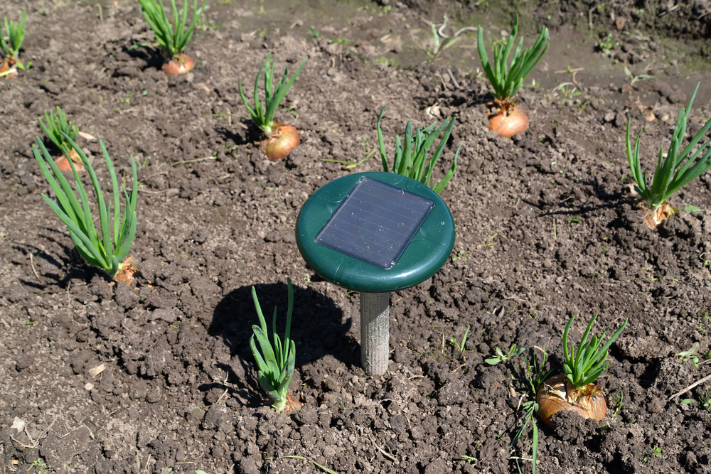 The best ultrasonic pest repeller in a garden next to undisturbed growing onions.