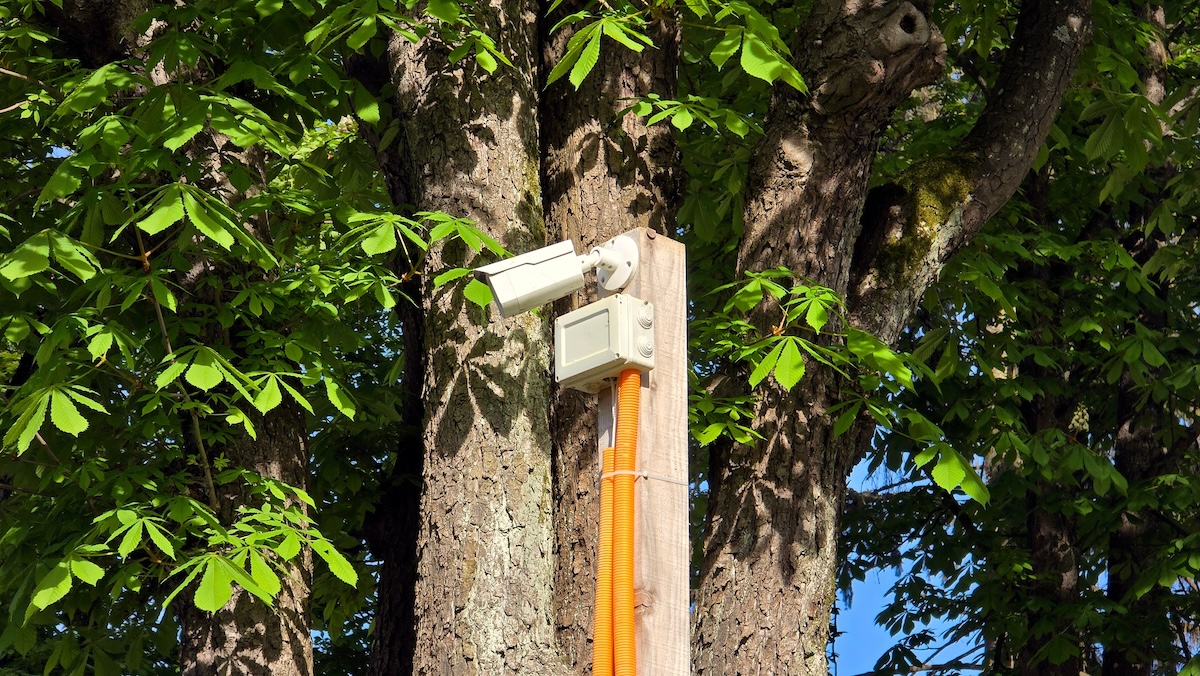 A security camera mounted on a tree with its electrical cords covered in conduits.