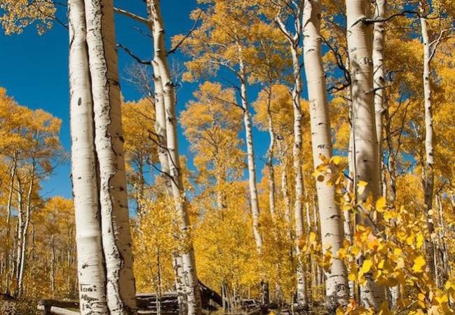 The Best Trees to Plant for Fall Foliage