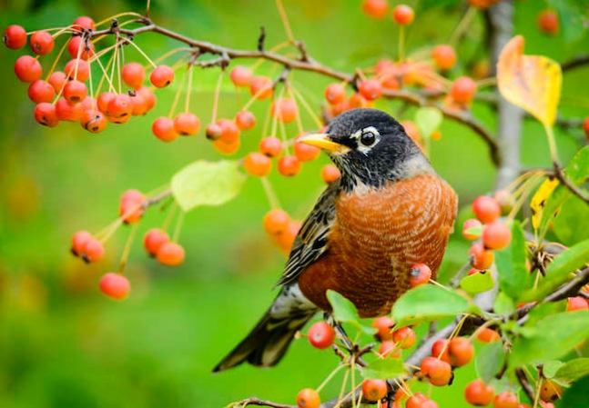 10 Garden Plants That Will Feed Backyard Birds in Fall and Winter