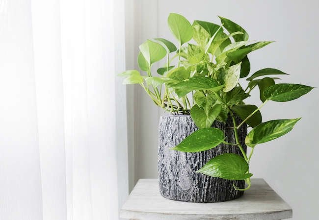 The Most Expensive Houseplants People Actually Buy