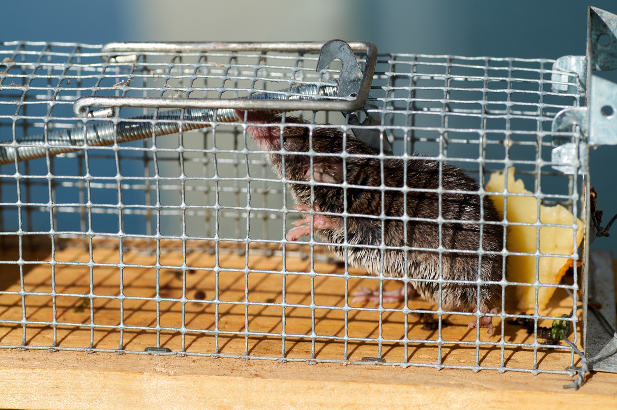 The Best Rat Trap Option