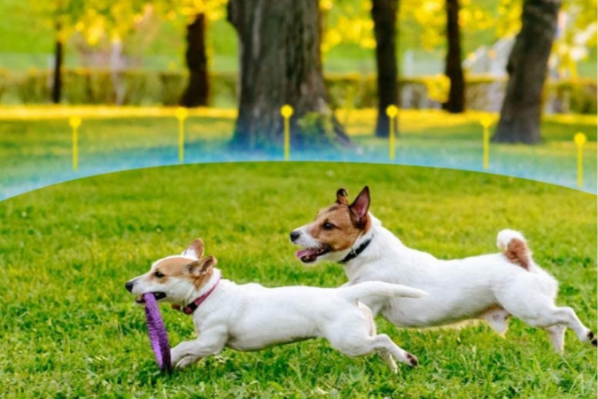 The Best Invisible Dog Fences to Keep Your Pet Safe and Happy