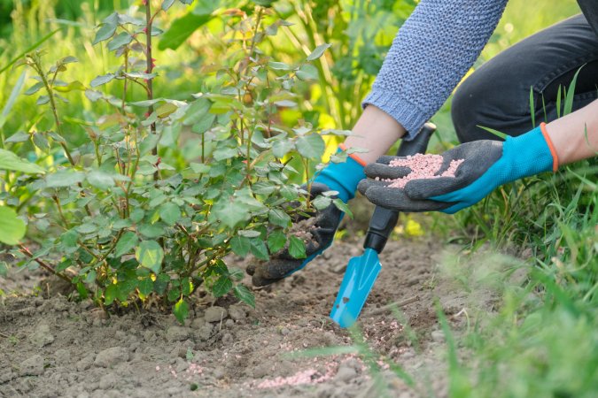 The Best Rose Fertilizer Options for the Garden