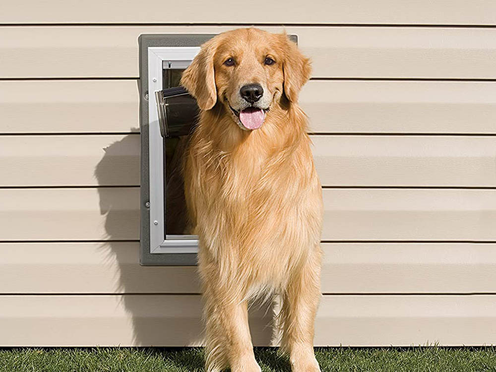 A golden retriever-type dog standing halfway through the best dog door option