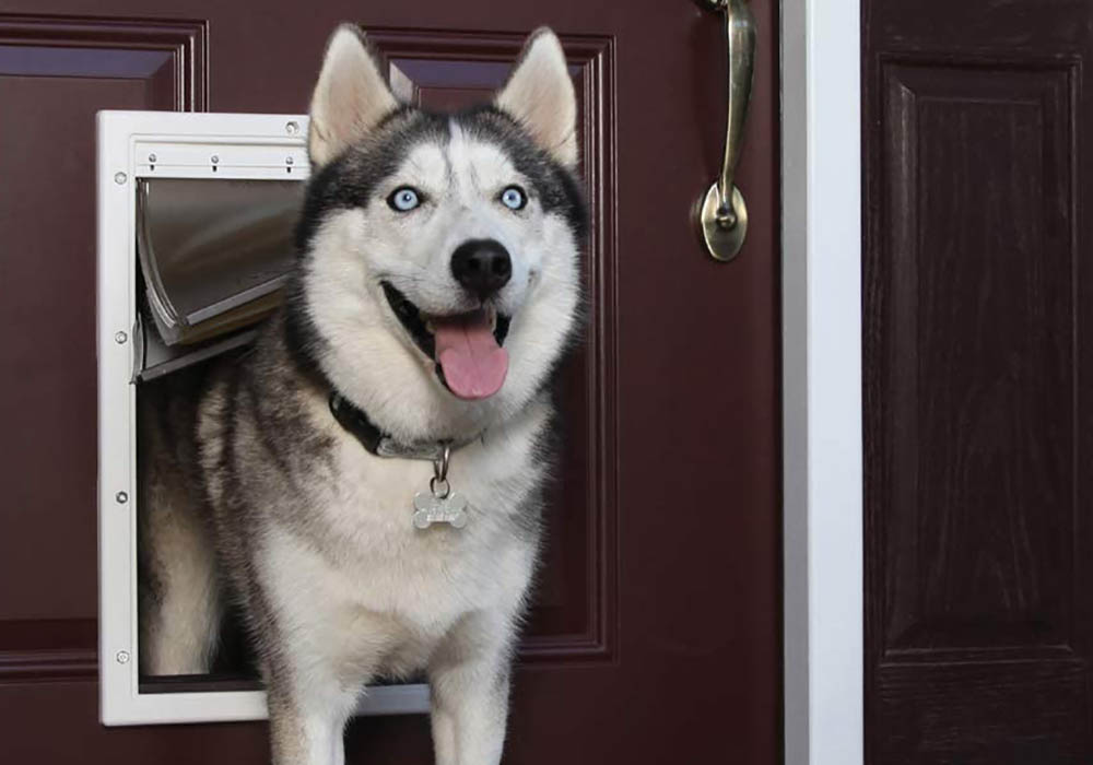 A husky standing halfway through the best dog door option