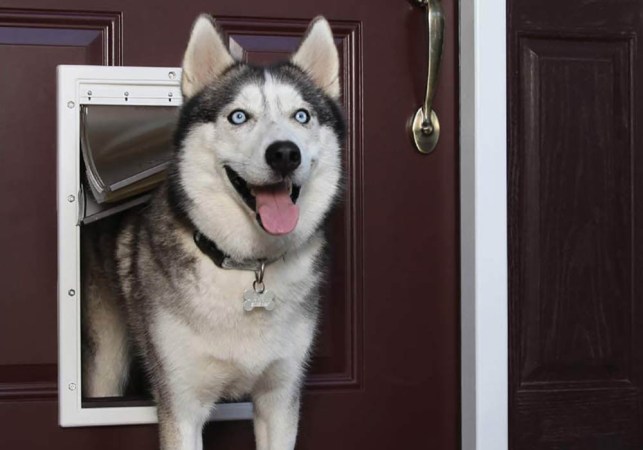 The Best Fences for Dogs