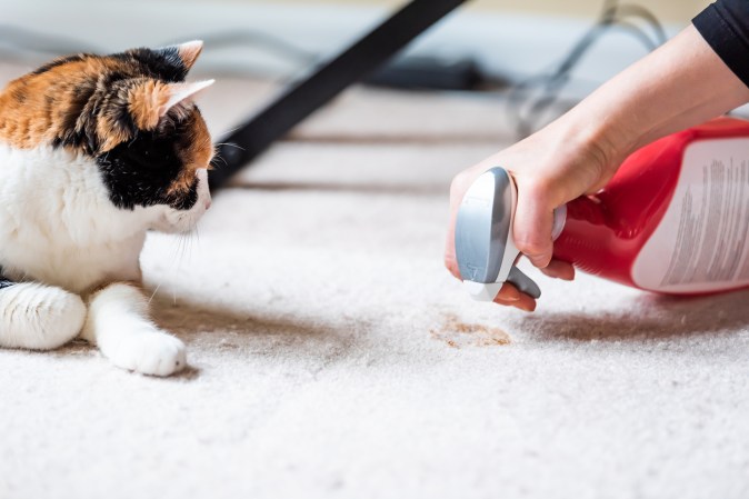 The Best Pet Stain Removers That Nix Odors, Too