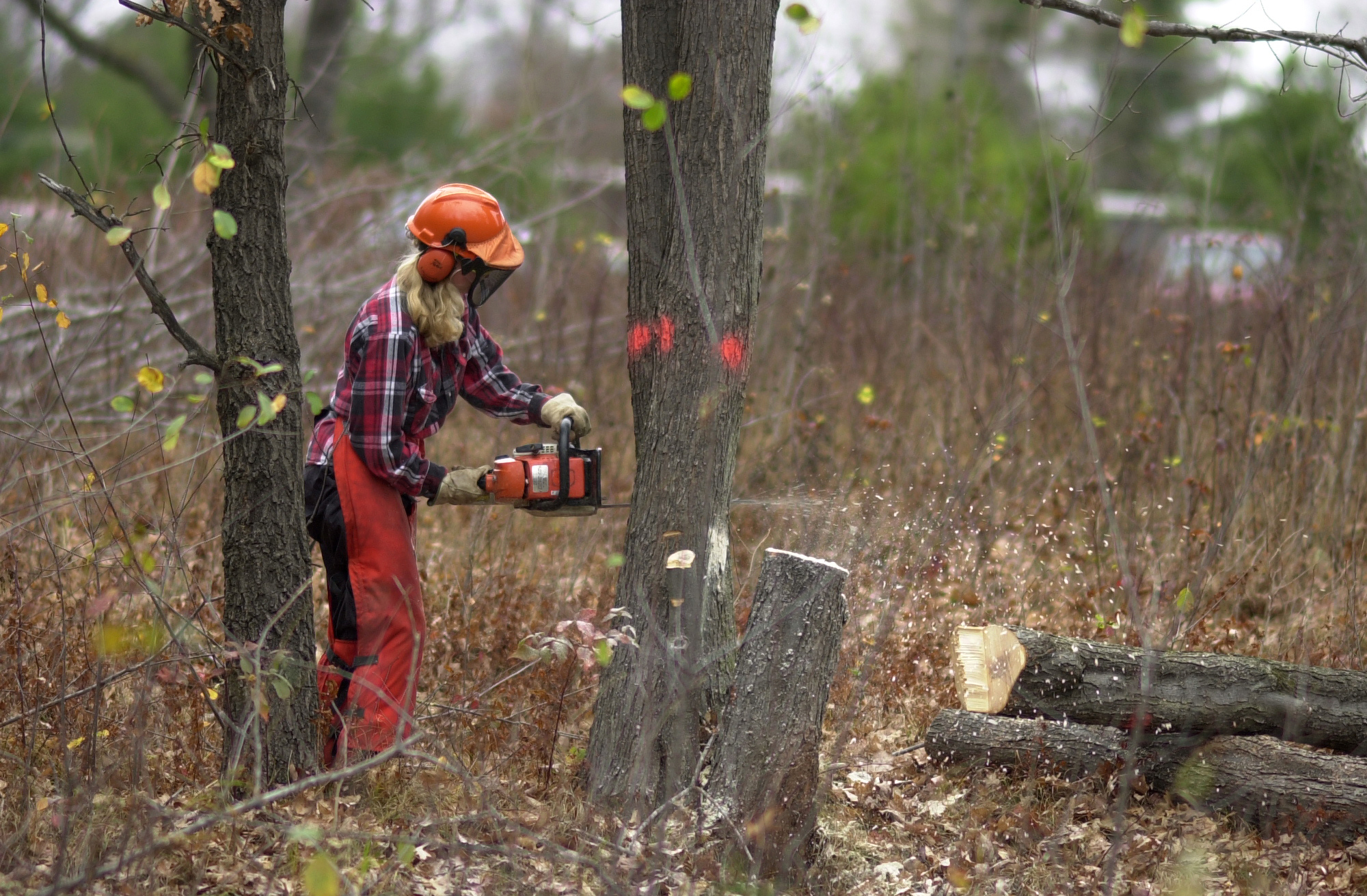 A person wearing chainsaw chaps and sawing a tree