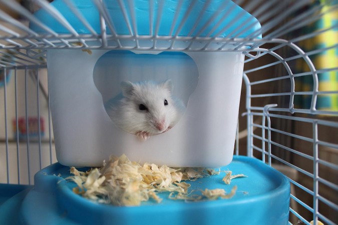 The Best Rat Cages for Your Pet Rodents