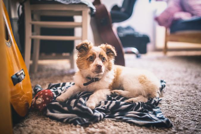 How to Remove Pet Hair From Clothes, Couches, Carpets and More