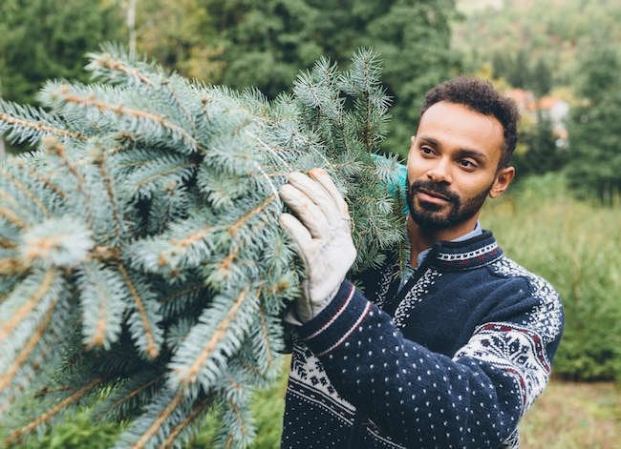 10 Things You Should Know Before You Cut Down Your Own Christmas Tree