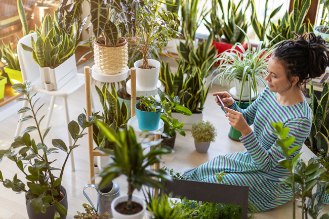 Houseplants on Instagram