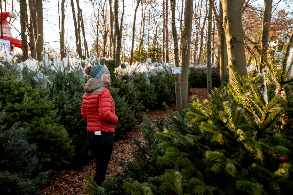how long does a christmas tree last - woman looking at christmas trees